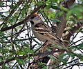 Sind Sparrow (Passer pyrrhonotus)- Male at Sultanpur I Picture 178.jpg