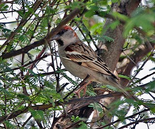 Sind sparrow Sparrow species of bird found in South Asia