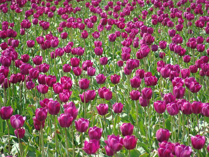 File:Skagit Valley Tulip Festival 2009 (20).jpg