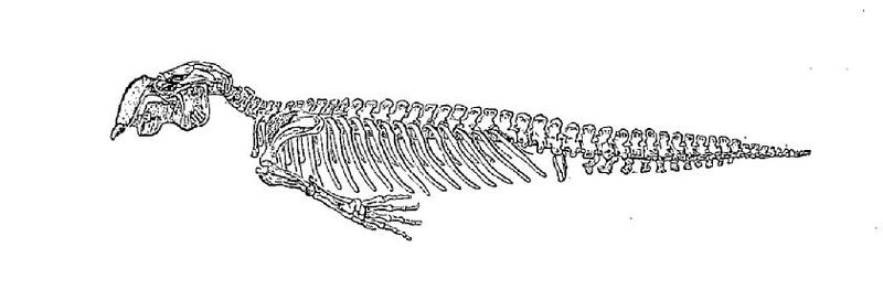 File:Skeleton of Dugong dugon(Raillet).jpg