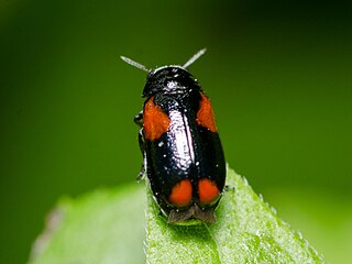 <i>Smaragdina militaris</i> Species of beetle