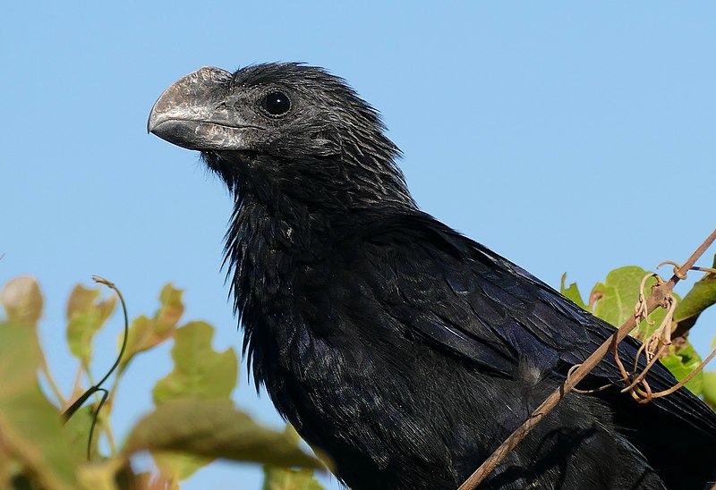 File:Smooth-billed Ani (Crotophaga ani) close-up - Flickr - berniedup.jpg