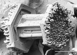 Electron microscope image of rime ice on both ends of a "capped column" snowflake Snowflake 300um LTSEM, 13368.jpg