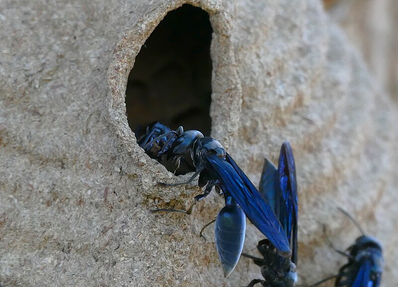 File:Social Wasps (Synoeca cyanea) on nest ... (27635507684).jpg