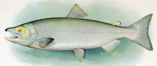 Sockeye salmon species of fish