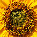 23 Sonnenblume Helianthus 2