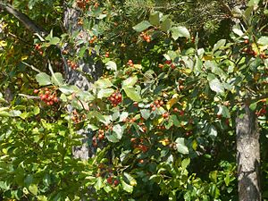 Sorbus meyeri, Tauberland