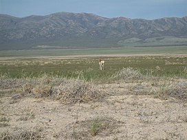 Southeast from SR-199 in Skull Valley, May 09.jpg