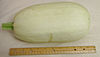 White oval squash