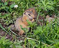 * Nomination: Spermophilus in the Altai Mountains --Alexandr frolov 02:52, 9 March 2019 (UTC) * Review Good quality. --Uoaei1 06:10, 9 March 2019 (UTC) Species identification needed --Podzemnik 15:02, 9 March 2019 (UTC)