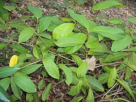 Sphenodesme paniculata