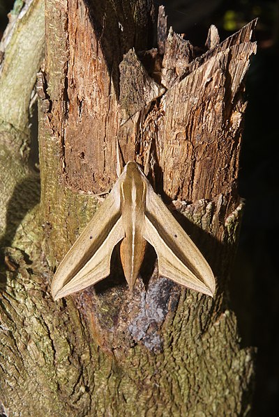 File:Sphingidae Sp 05223.jpg