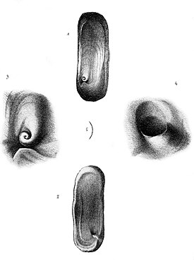 Рисунок раковины Spiricella unguiculus