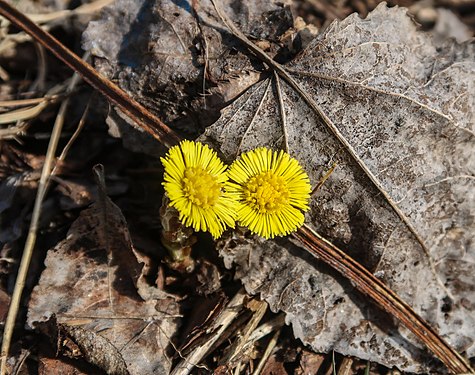 Rusty brown end and bright yellow beginning of plants (Finland)