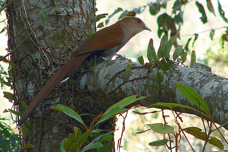 File:Squirrel cuckoo 2.JPG