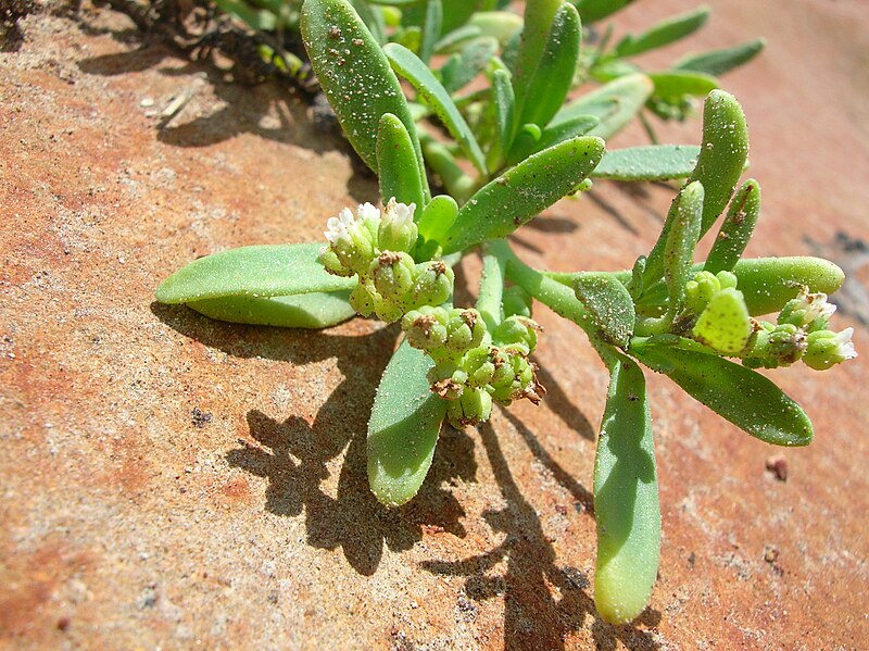 File:Starr 050404-5480 Heliotropium curassavicum.jpg