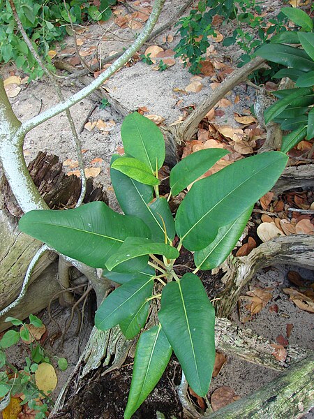 File:Starr 080608-7634 Ficus macrophylla.jpg