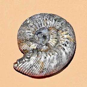 Beskrivelse af Stephanoceratidae - Stephanoceras humphreysianum.JPG-billede.