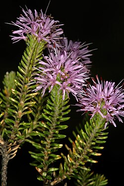 Stilbe ericoides