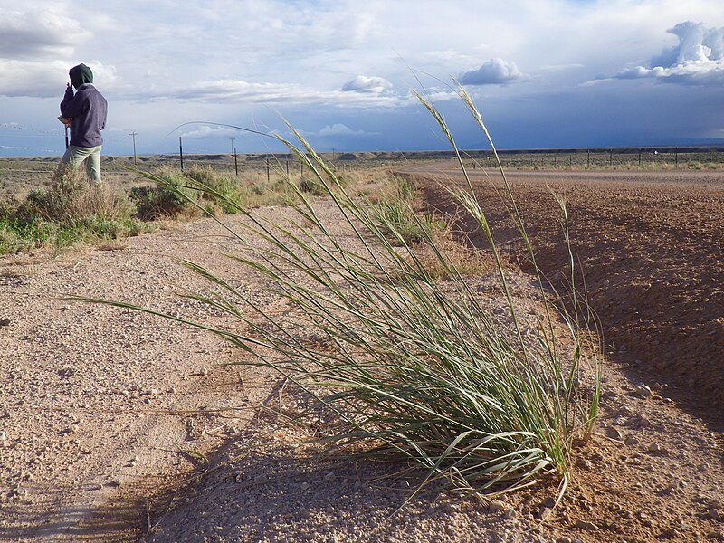 File:Stipa viridula — Matt Lavin 002.jpg