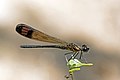 * Nomination Stream ruby (Heliocypha bisignata) male --Charlesjsharp 14:27, 9 January 2020 (UTC) * Promotion  Support Good quality. --Poco a poco 18:36, 9 January 2020 (UTC)