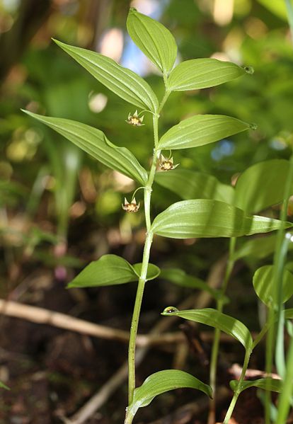 File:Streptopus streptopoides subsp. japonicus.JPG