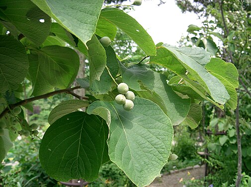 Styrax obassia2.jpg