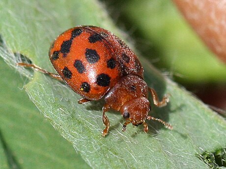 Subcoccinella vigintiquatuorpunctata