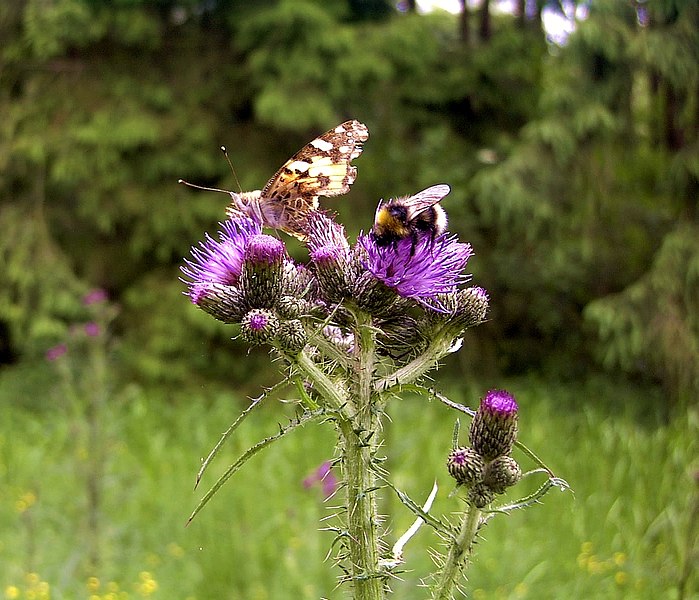 File:Sumpfkratzdistel uf1-1-.jpg