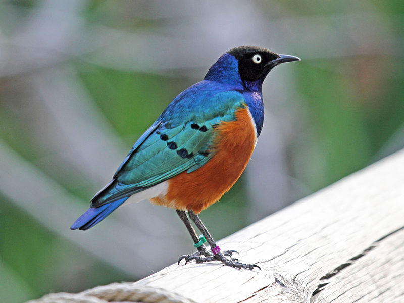 File:Superb Starling RWD5.jpg