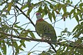 Superb fruit-dove at Tomohon (3).JPG