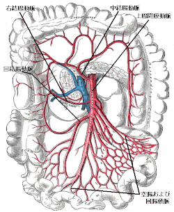 上腸間膜動脈 Wikipedia