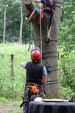 A kid climbing up a tree, secured by a trained volunteer, Wildpark Düsseldorf