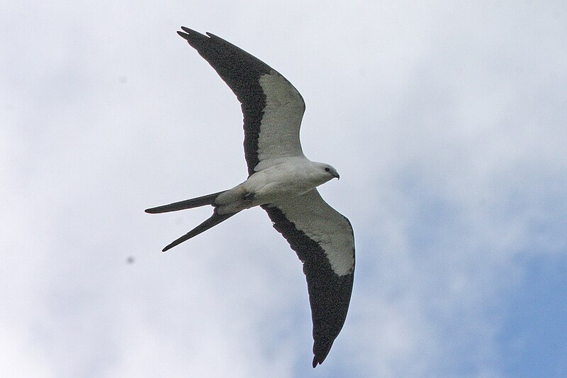 File:Swallow-tailed Kite (Elanoides forficatus) (8077694758).jpg