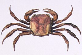 Sylviocarcinus pictus