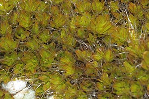 Syntrichia montana (a, 164114-475524) 9262.JPG