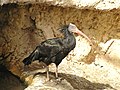 Ibis chauve (Geronticus eremita)