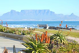 City of Cape Town at the foot of Table Mountain as seen from Bloubergstrand. The area around the city is famous for its plant biodiversity as illustrated in the foreground of the photograph.