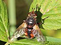 Tachina fera (Linnaeus, 1761)