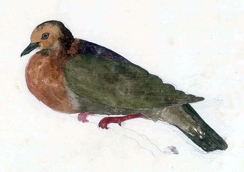 File:TannaGroundDove.jpg