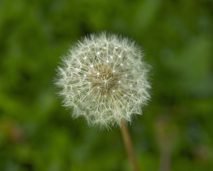 File:Taraxacum obovatum seedhead.jpg