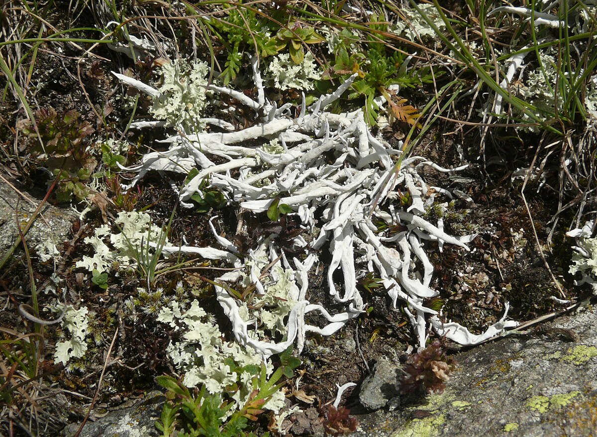 5 род лишайников. Thamnolia vermicularis. Тамнолия лишайник. Тамнолия червеобразная. Thamnolia subuliformis.