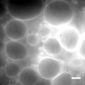 File:The-Role-of-Membrane-Fluidization-in-the-Gel-Assisted-Formation-of-Giant-Polymersomes-pone.0158729.s014.ogv