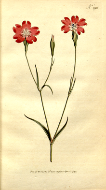 The Botanical Magazine, Plate 295 (Volume 9, 1795).png 