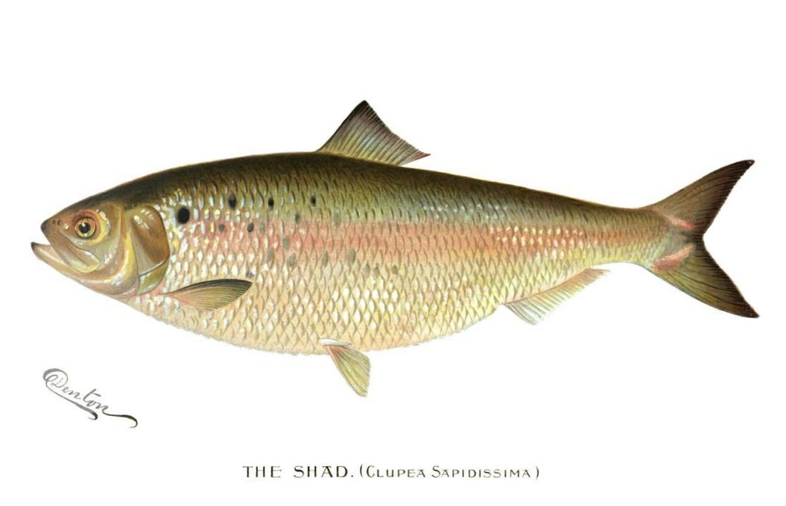 File:The Shad (Clupea Sapidissima).jpg