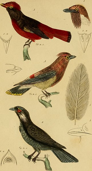 File:The animal kingdom, arranged according to its organization, serving as a foundation for the natural history of animals - and an introduction to comparative anatomy (Vol. 1) (1834) (18198100101).jpg