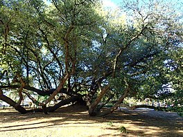 El roble en 2016