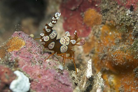 Thor amboinensis, a colorful type of shrimp, in the waters of Sorong