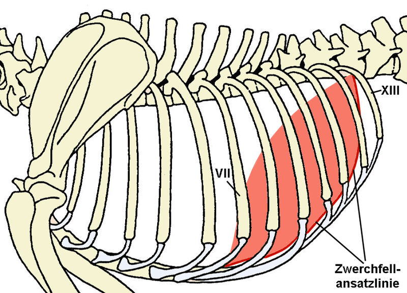 Datei:Thorax-withdiaphragm-dog.png