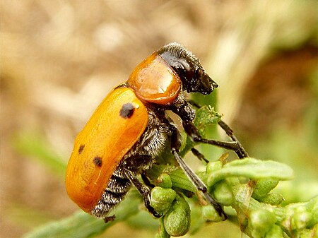 Tituboea sexmaculata